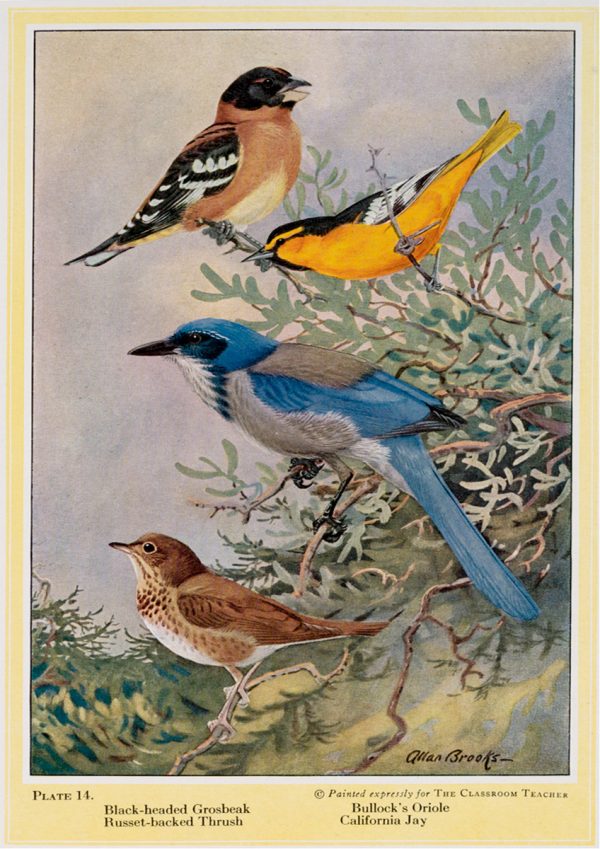 Birds | Vintage Retro Poster | Colour Factory Editions
