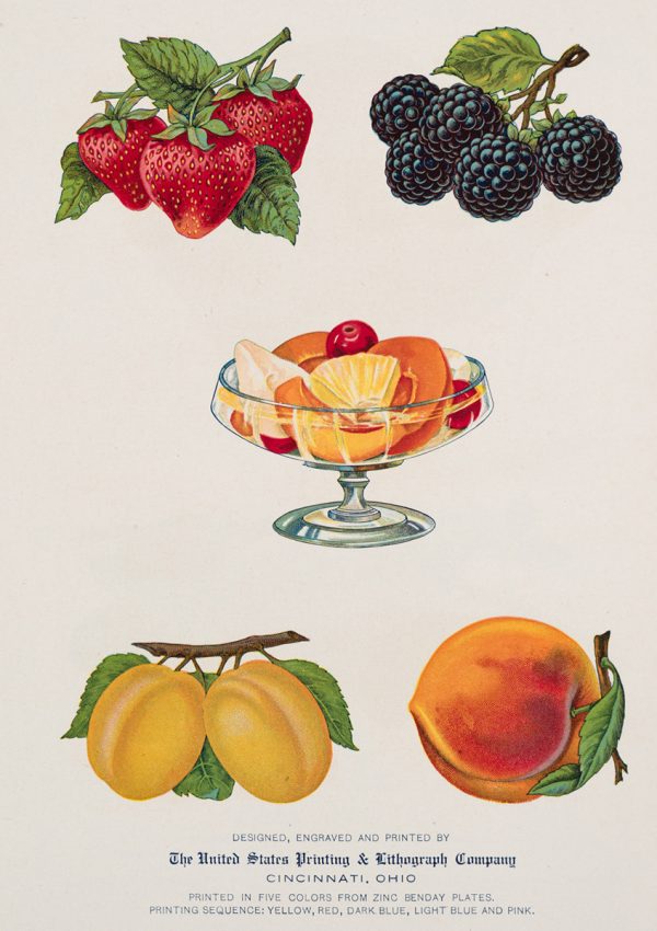Fruit of the Forrest | Vintage Retro Poster | Colour Factory Editions