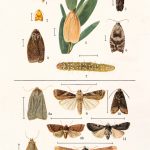 Moths | Vintage Retro Poster | Colour Factory Editions