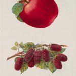 Red Fruits | Vintage Retro Poster | Colour Factory Editions